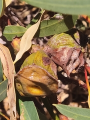 Eucalyptus erythrocorys