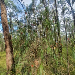 Melaleuca hypericifolia