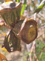 Eucalyptus erythrocorys