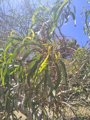 Eucalyptus erythrocorys