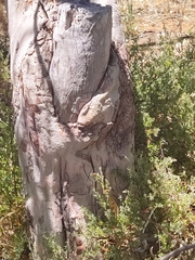 Eucalyptus erythrocorys