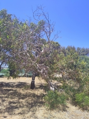 Eucalyptus erythrocorys