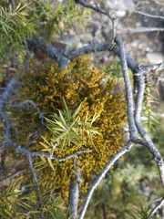 Arceuthobium oxycedri