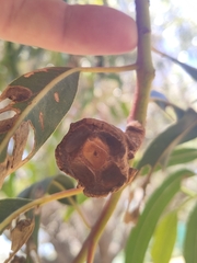 Eucalyptus erythrocorys