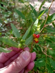 Wikstroemia indica