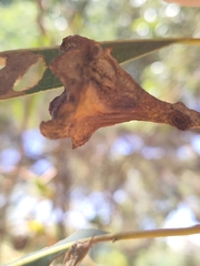 Eucalyptus erythrocorys