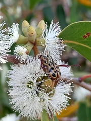 Eucalyptus capitellata