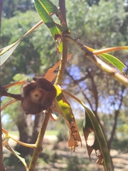 Eucalyptus erythrocorys