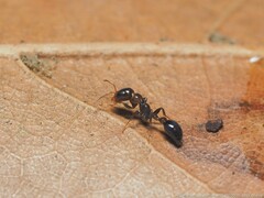 Pseudomyrmex ejectus