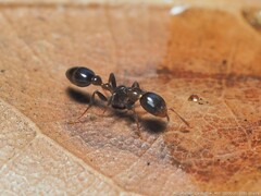 Pseudomyrmex ejectus