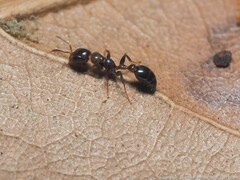 Pseudomyrmex ejectus