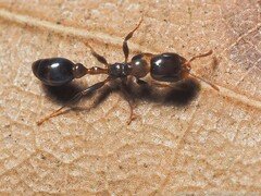 Pseudomyrmex ejectus