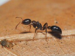 Pseudomyrmex ejectus