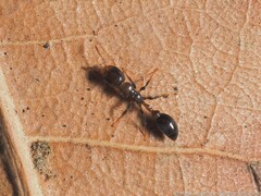 Pseudomyrmex ejectus