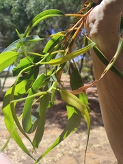 Eucalyptus erythrocorys
