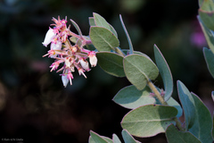 Arctostaphylos auriculata