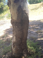 Eucalyptus erythrocorys