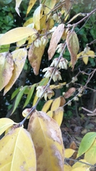 Chimonanthus