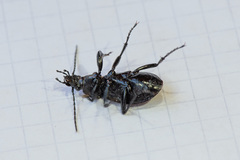 Carabus