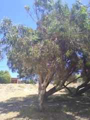 Eucalyptus erythrocorys