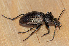 Carabus