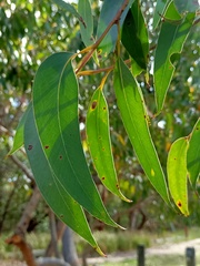 Eucalyptus capitellata
