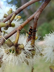 Eucalyptus capitellata