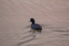 Fulica americana