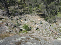 Prostanthera eurybioides