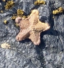 Pentagonaster pulchellus