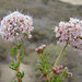 California Buckwheat - Photo (c) Dick Culbert, some rights reserved (CC BY)