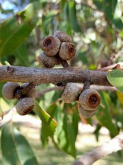 Eucalyptus capitellata