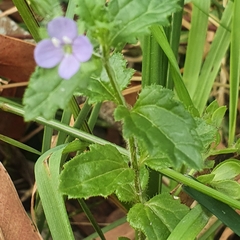 Veronica calycina