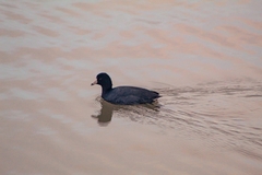 Fulica americana