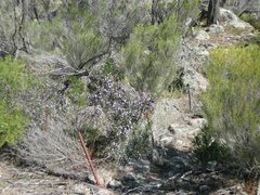 Prostanthera eurybioides