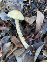 Lepiota magnispora
