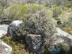 Prostanthera eurybioides