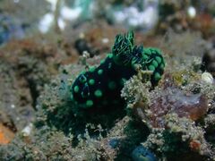 Nembrotha cristata