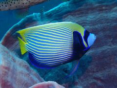 Pomacanthus imperator