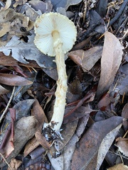 Lepiota magnispora