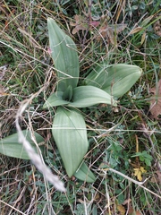 Himantoglossum caprinum