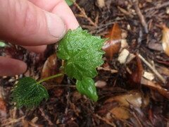Vitis vinifera