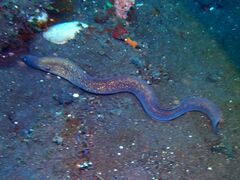 Gymnothorax thyrsoideus