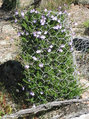 Prostanthera eurybioides