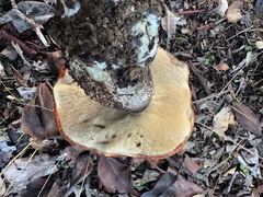 Leccinum manzanitae