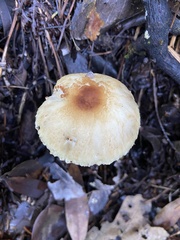 Lepiota magnispora