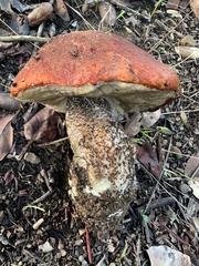 Leccinum manzanitae