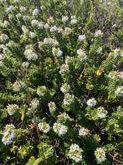 Veronica elliptica