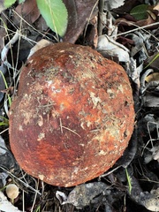 Leccinum manzanitae