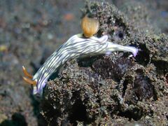 Hypselodoris zephyra